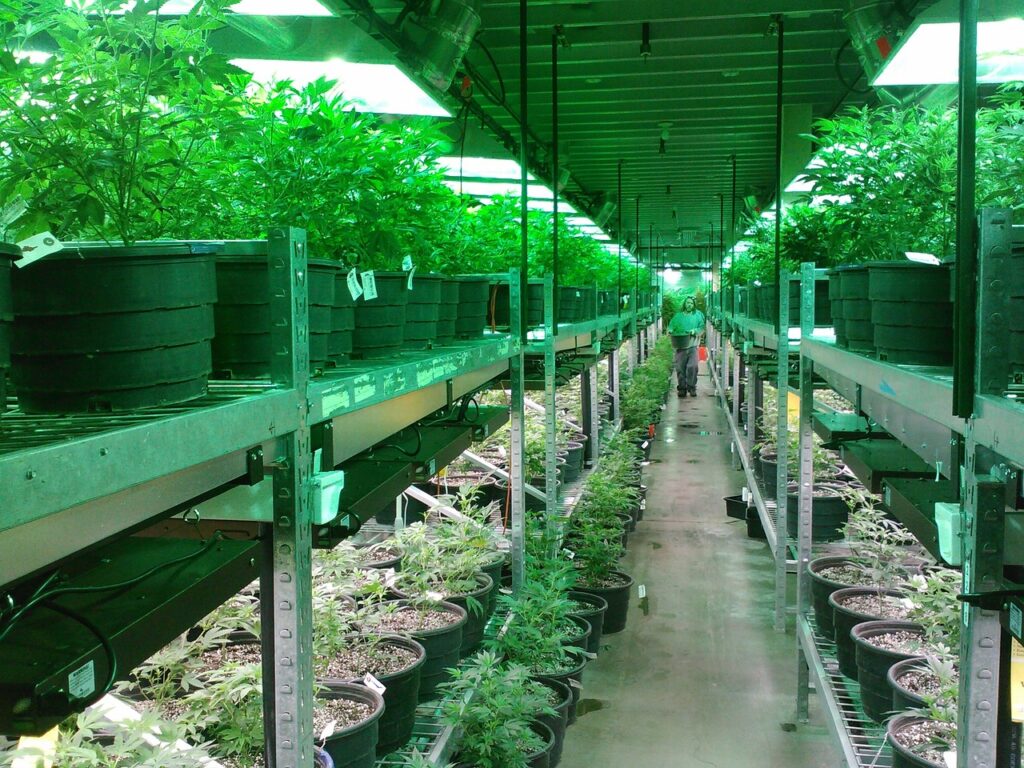 marijuana, colorado marijuana grow, marijuana dispensary-269851.jpg